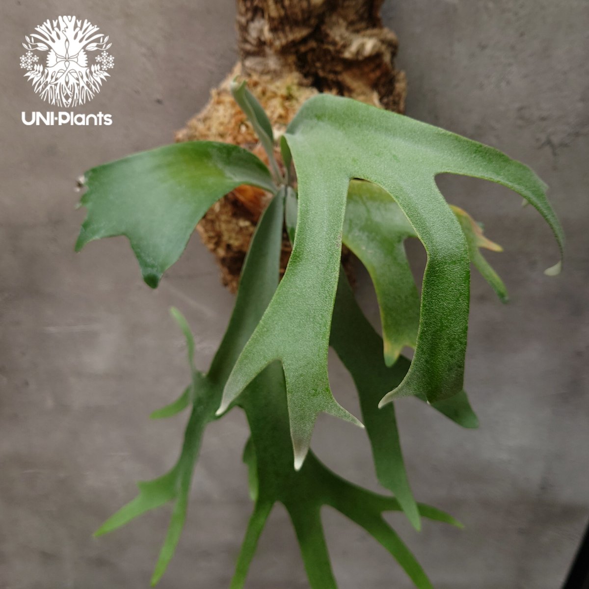 ビカクシダ】P. willinckii Bali ウィリンキーバリ 子株 - メルカリ