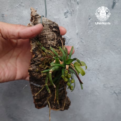 Chiloschista parishii `Nakornpanom`キロスキスタ パリシー `ナコンパノム` 着生植物 珍しい 着生蘭 着生ラン 無葉蘭 珍奇植物 インテリア植物 ハンキング植物
