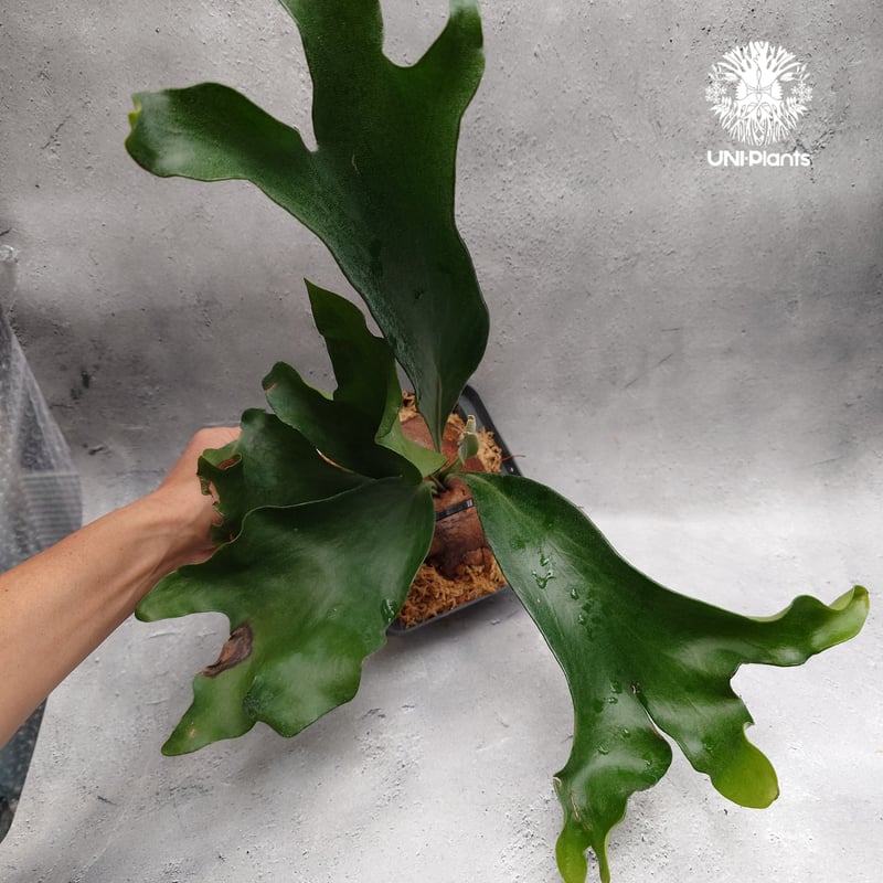 Platycerium hillii 'Dragon Fury' ビカクシダ ヒリー 'ドラゴ