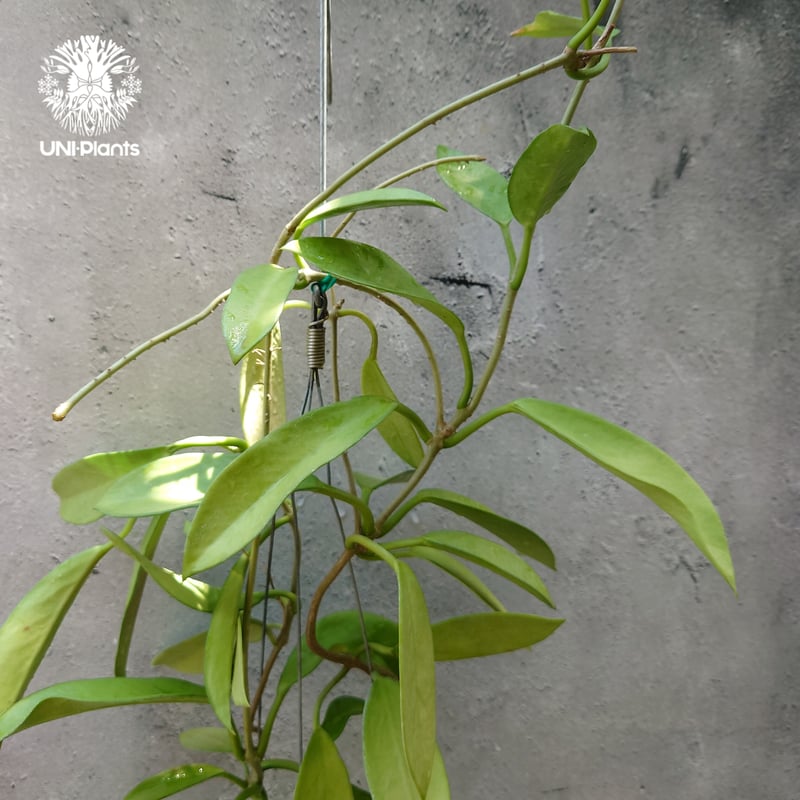 【超レア】ホヤ　プビカリクス　ブラックドラゴン　✴️クリローロード✴️ m66153836351_1.jpg?1761914779