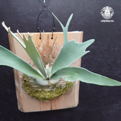 Platycerium veitchii(pup) ビカクシダ ベイチー(子株)  ビカクシダ原種 シダ植物 ビカクシダ板付け ビカクシダビーチー