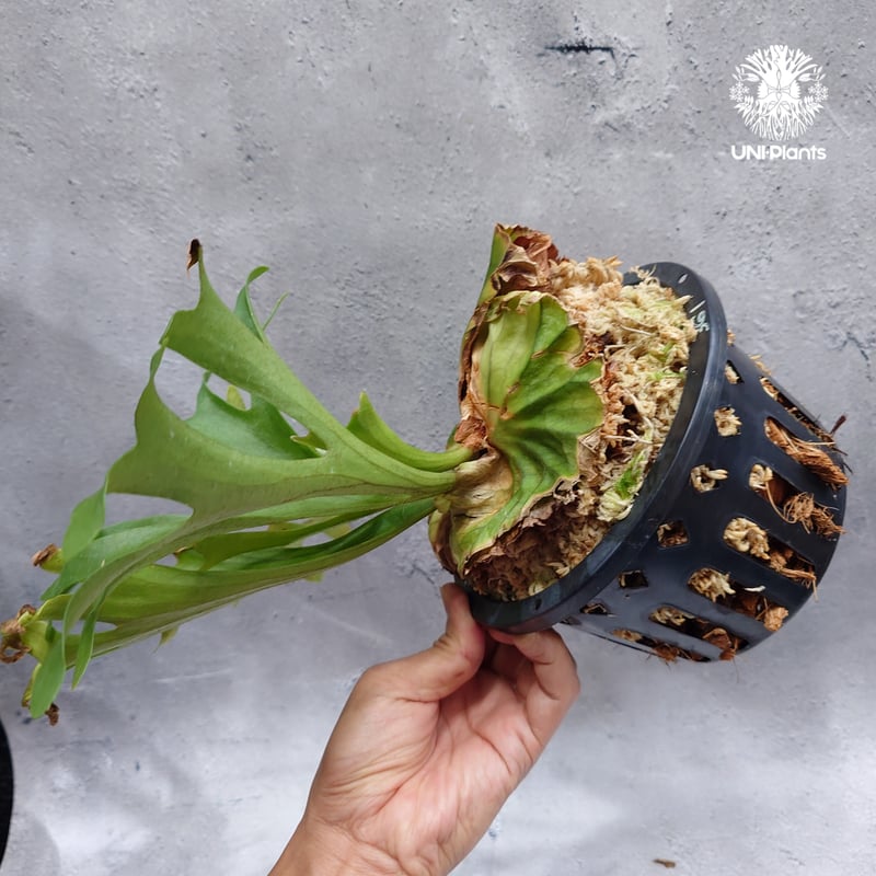 Platycerium kitshakood 