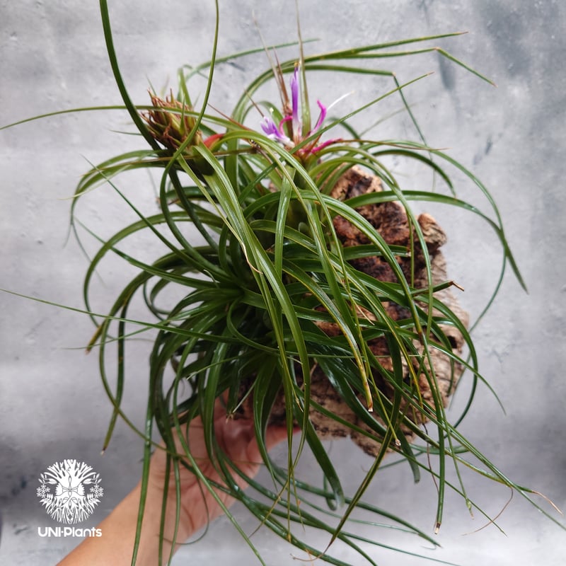 Tillandsia brachycaulos x concolor チランジア・ブラキカウロ