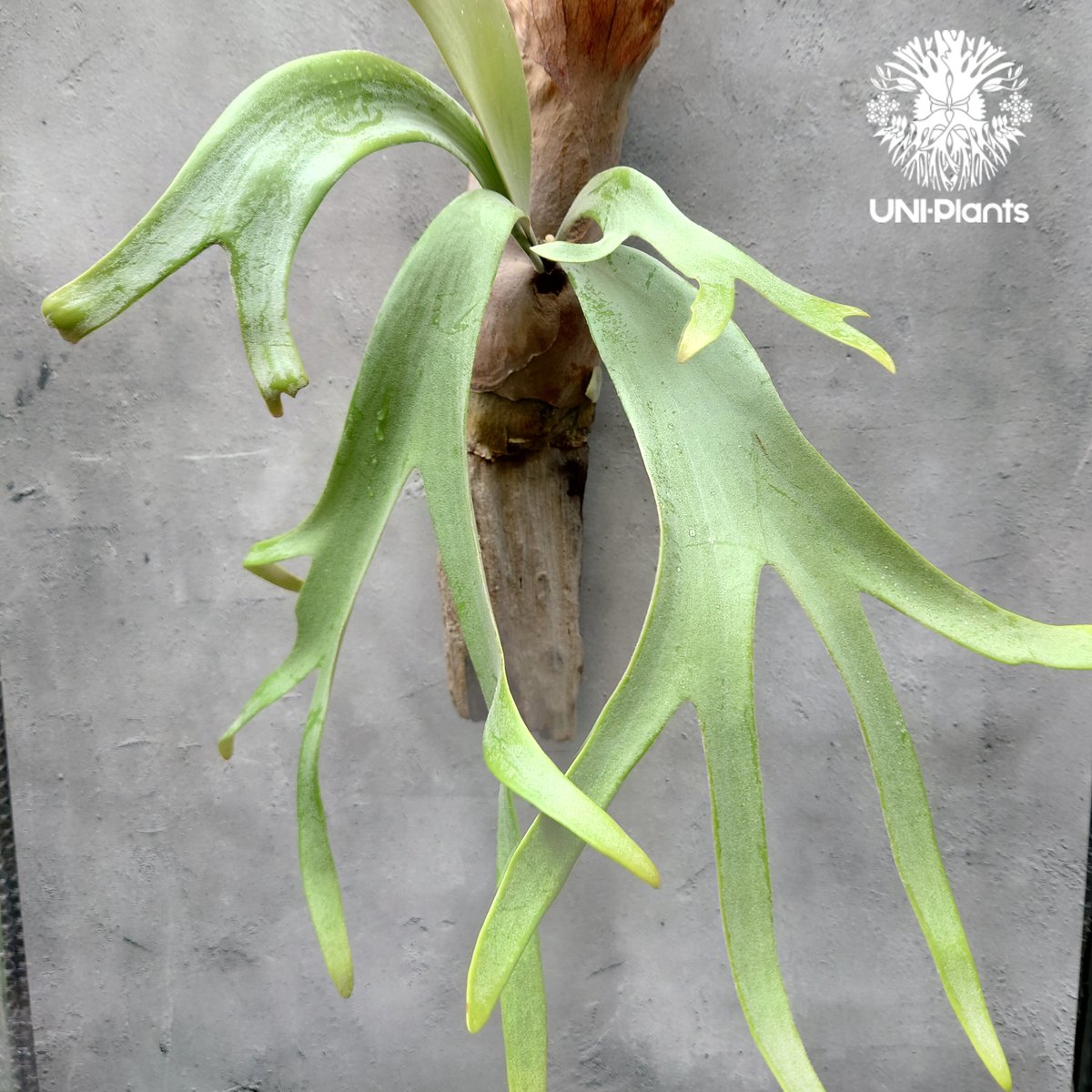 ビカクシダ ウィリンキーPlatycerium willinkii ビカクシダウィリンキー | STORES