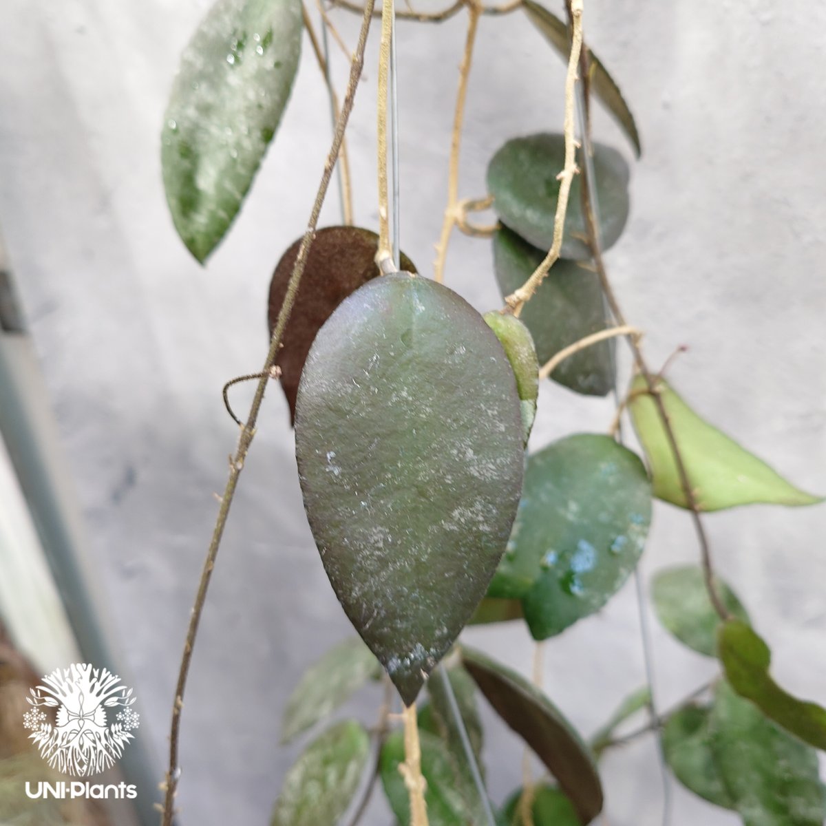 蕾つき　ホヤ　カウダータ Hoya caudata ssp. red サクララン Hoya Caudata ホヤ カウダータ ホヤ植物 珍奇 珍しい 希少 レア