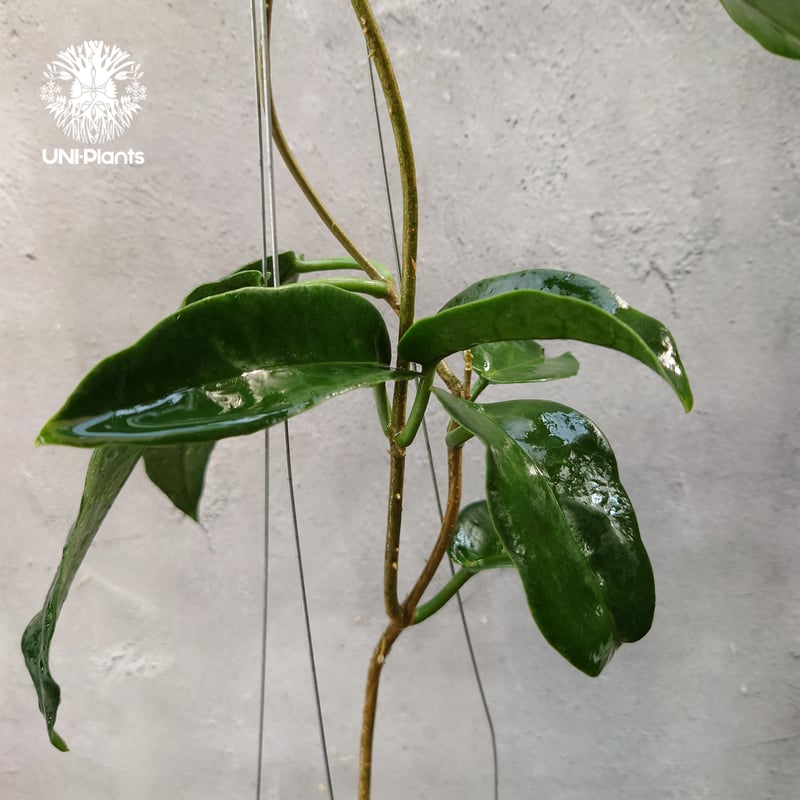 Hoya Seanie 希少 ホヤ植物 ホヤの花 珍しい つる性植物 ハンギング