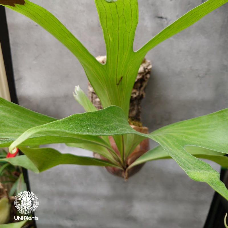 大株! ビカクシダ アルシコルネ Platycerium alcicorne コウモリラン ビ...