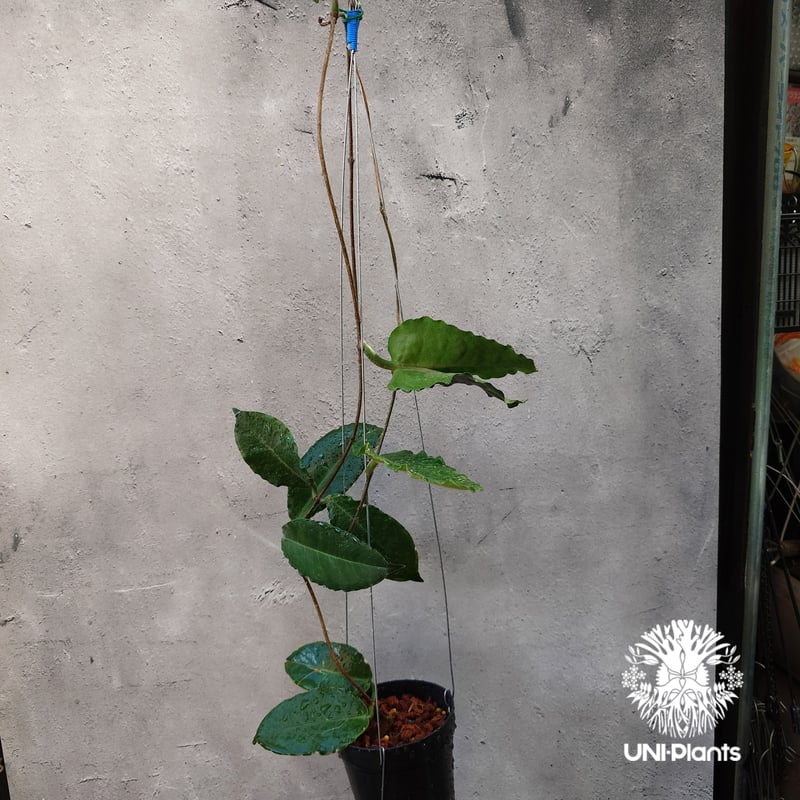 Hoya versteegii ホヤ植物 ホヤの花 希少な植物 Hoyaplants Hoya