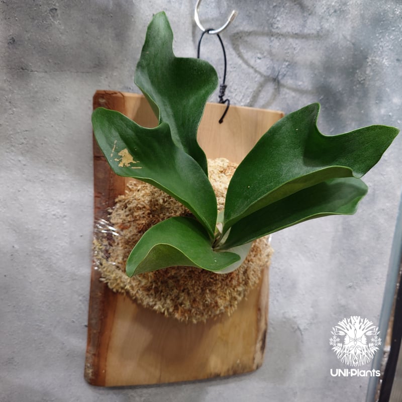 Platycerium hillii cv.Dragon ビカクシダ ヒリードラゴン コウモリ