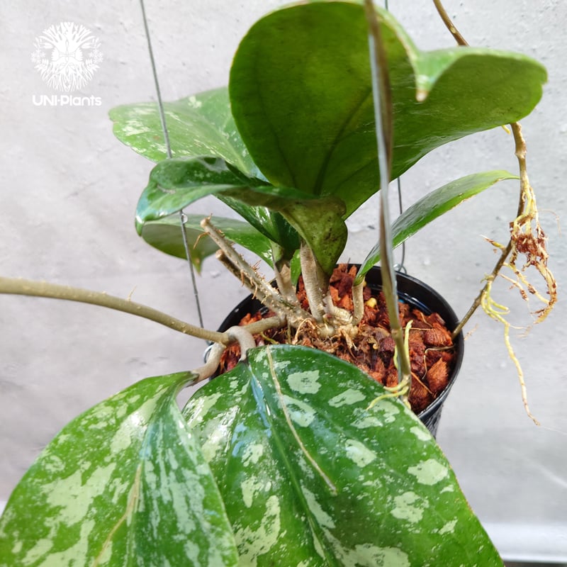 Hoya Michelle splash ホヤ ミッシェル スプラッシュ ホヤ植物 Hoya