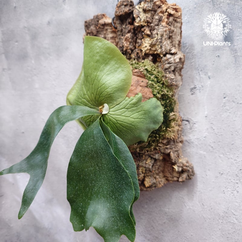 Platycerium hillii×wandae ビカクシダ ヒリー×ワンダエ コウモリラン