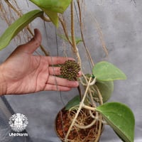 Hoya stenophylla ホヤ ステノフィラ 希少 ホヤ植物 ホヤの花 珍しい