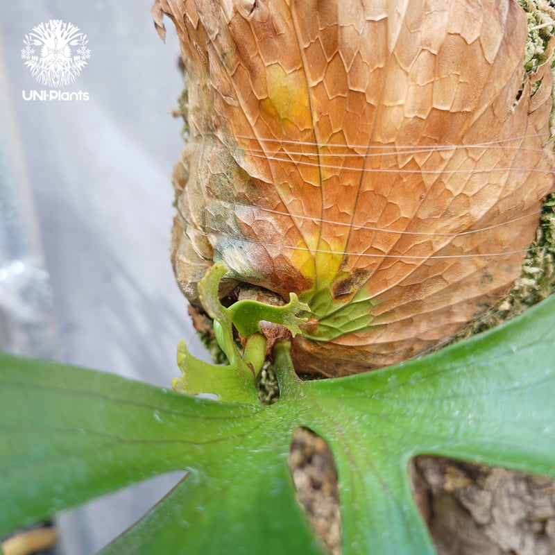 ビカクシダ コロナリウム Platycerium coronarium⑮ Platycerium coronarium ビカクシダ コロナリウム ビカクシダ
