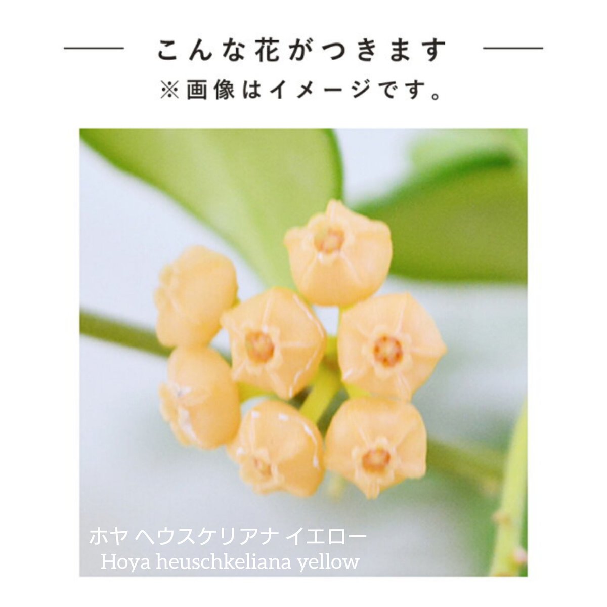 ホヤ サクララン ヘウスケリアナ イエロー ホヤ植物 植物 珍奇 ホヤ サクララン ヘウスケリアナ イエロー ホヤ植物 植物 珍奇