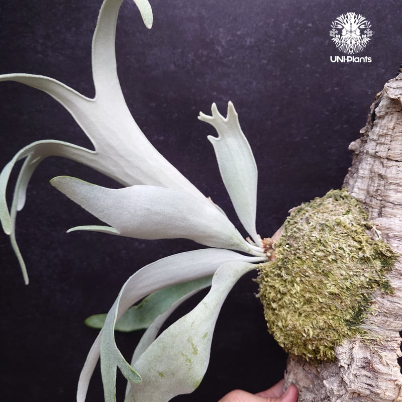 Platycerium sp.(spore) ビカクシダ 品種不明 ビカクシダ胞子培養株