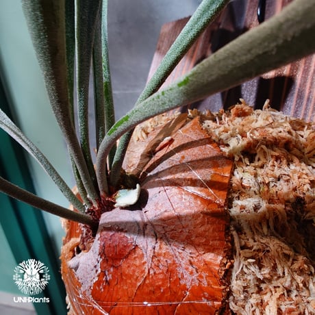 【国内繁殖株・一点物】Platycerium bifurcatum cv.'Majus | ビカクシダ マジュス | ビカクシダ板付け |  Platycerium