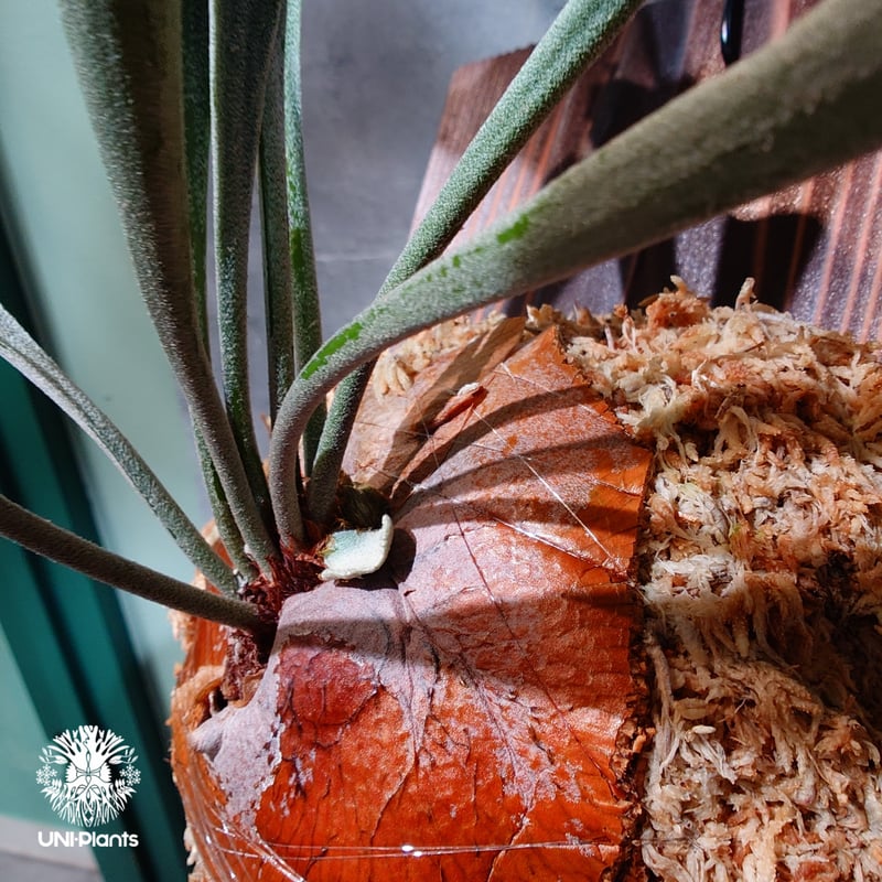 国内繁殖株・一点物】Platycerium bifurcatum cv.'Majus | ビ