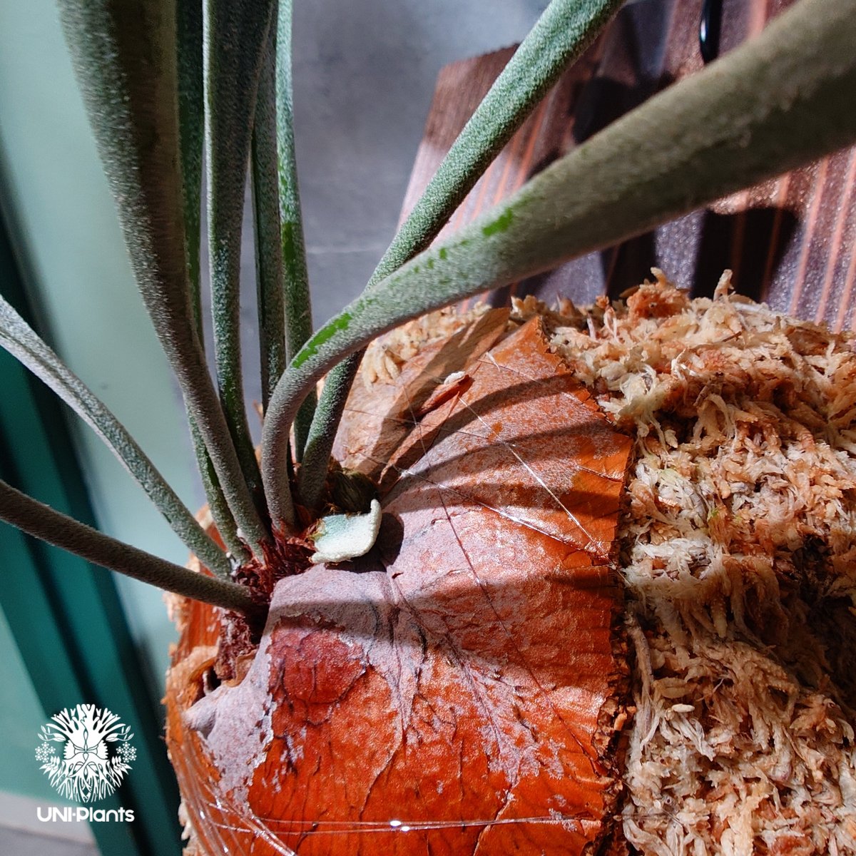 国内繁殖株・一点物】Platycerium bifurcatum cv.'Majus | ビ