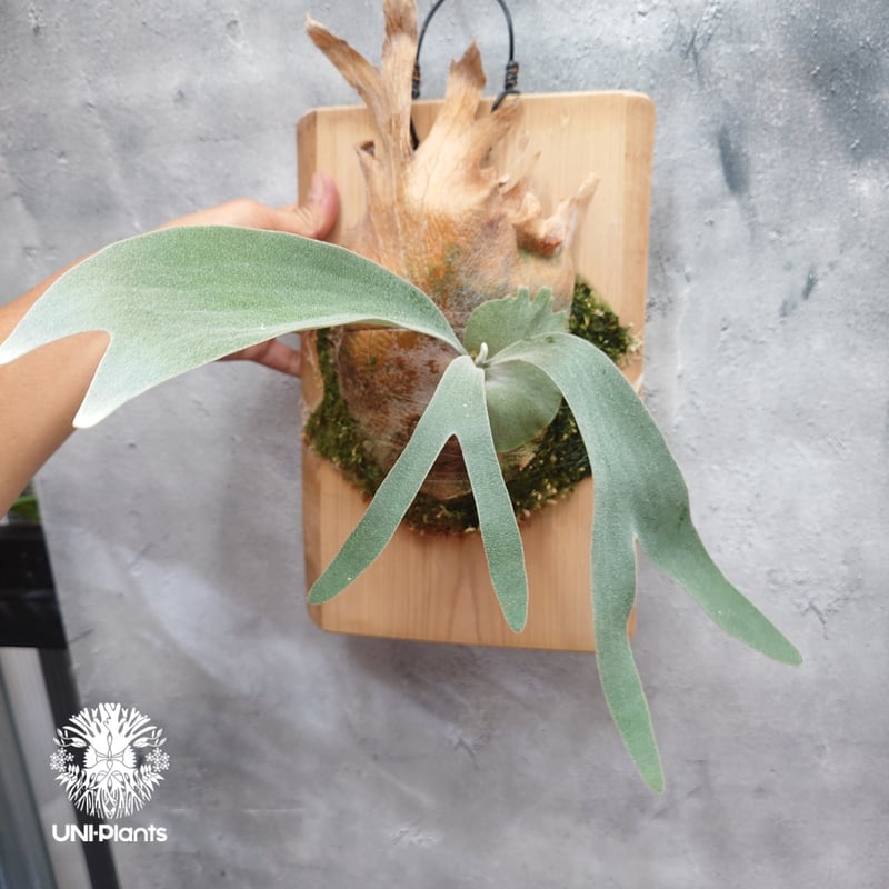 Platycerium pewchan ビカクシダ ピューチャン ビカクシダ シダ植物