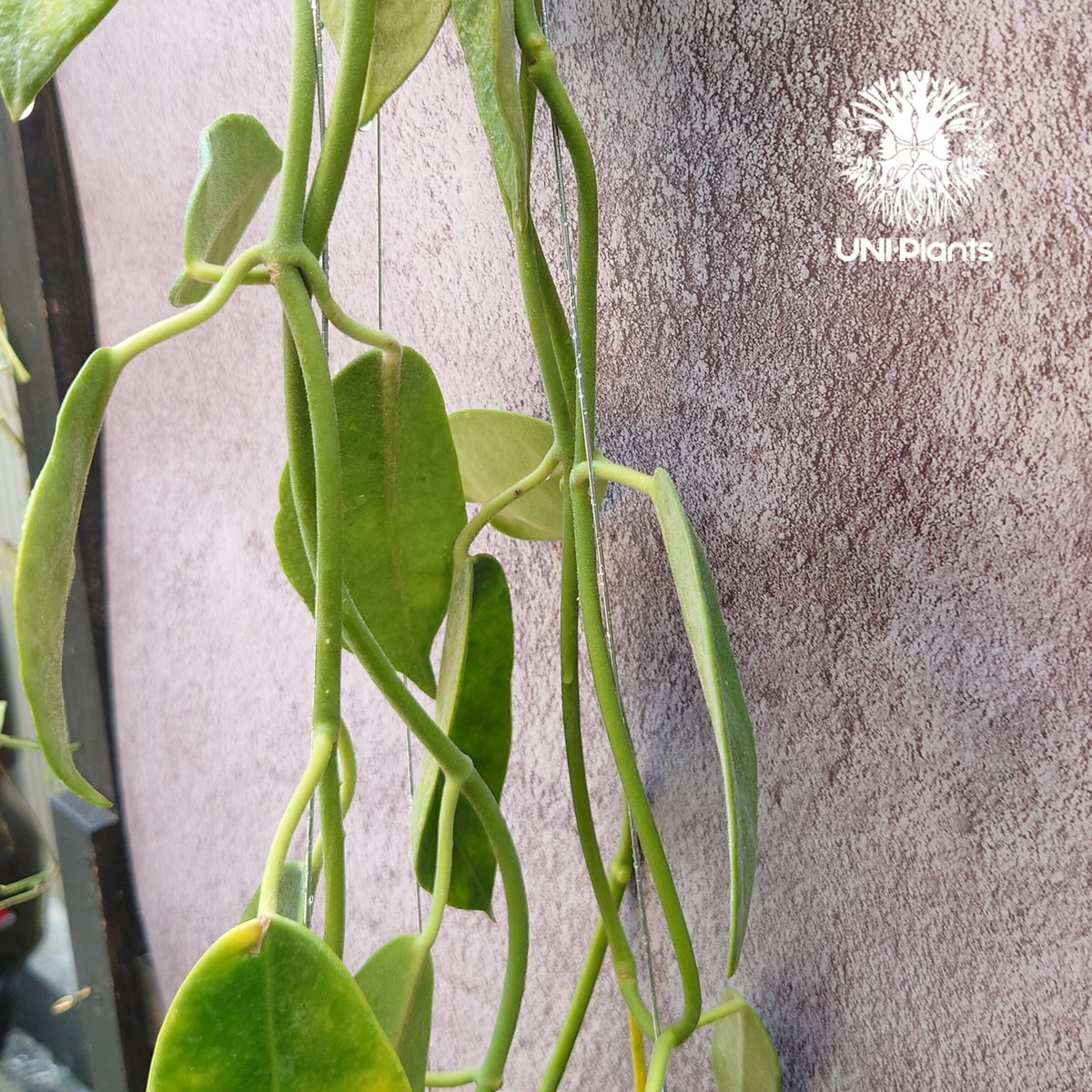 Hoya Lauterbachii ホヤ ローテルバチー 希少 ホヤ植物 ホヤの花 観葉