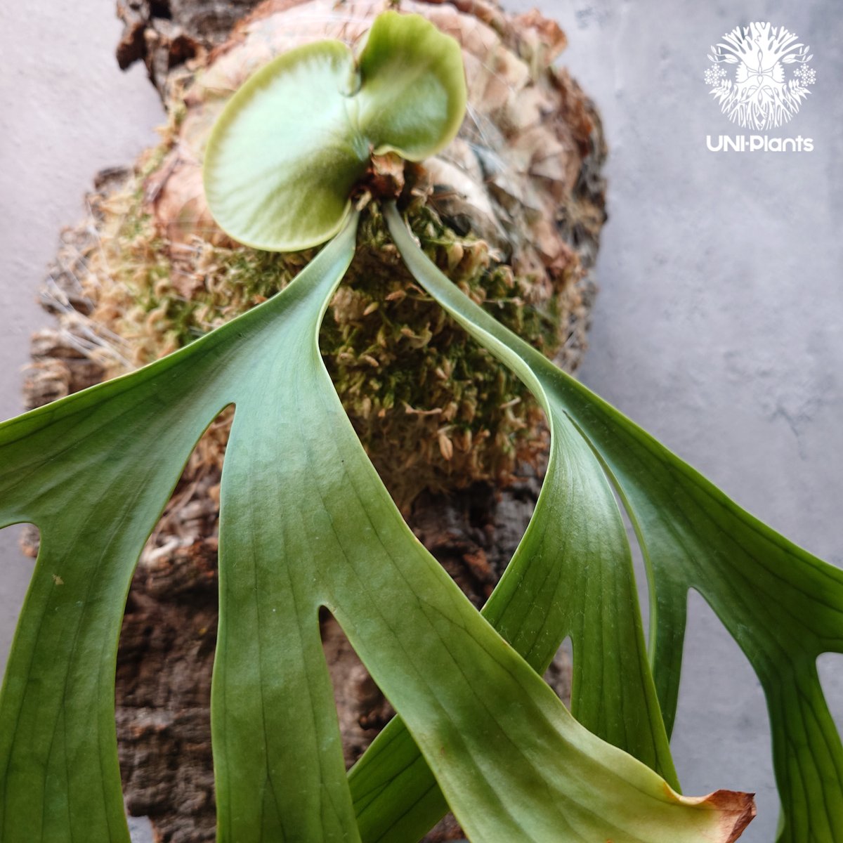 Platycerium coronarium ビカクシダ コロナリウム ビカクシダ原種 Pl