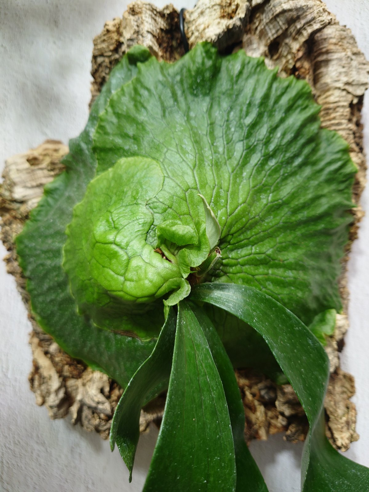 ビカクシダ　ホーンズサプライズ大株　Horne's Surprise OC株 ビカクシダ ホーンズ サプライズ P.'Horne's Surprise' コウモリ