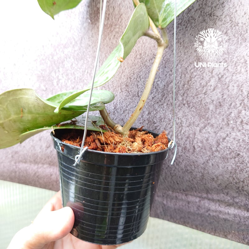 Hoya Latiforia ホヤ ラティフォリア 大ぶり!! ホヤ 植物 ホヤの花 観葉