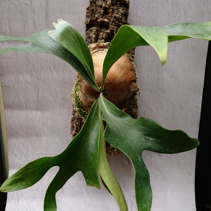 ビカクシダ ヒリー Platycerium hillii コウモリラン ビカクシダ