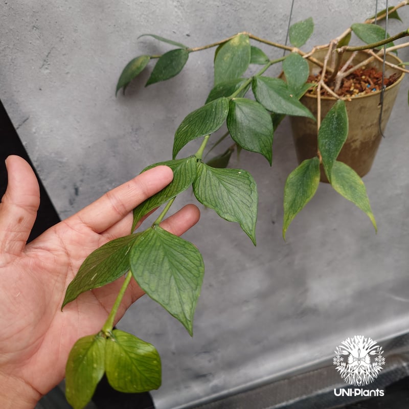 Hoya Polyneura ホヤ ポリネウラ ホヤフィッシュボーン ホヤ植物 ホヤ