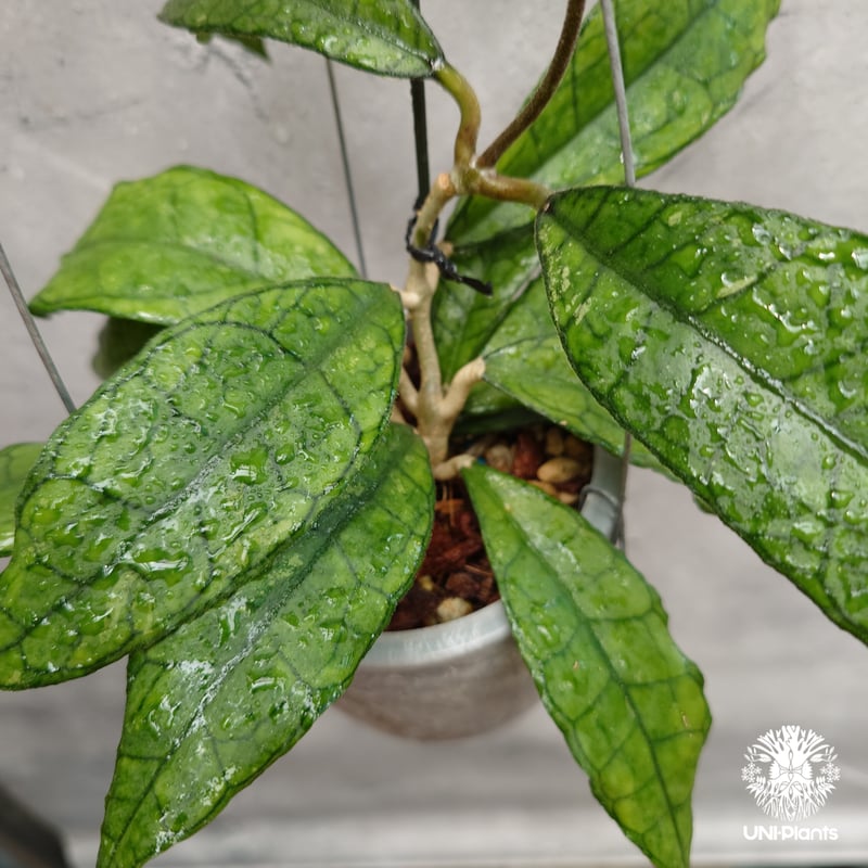 Hoya finlaysonii long leaves ホヤ フィンレイソニー ロングリーブ