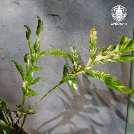 【タイ直輸入・ドリナリア】Drynaria quercifolla ' Variegated '  |  ドリナリア クエルシフォリア 斑入 |  ドリナリア｜Drynaria｜シダ植物