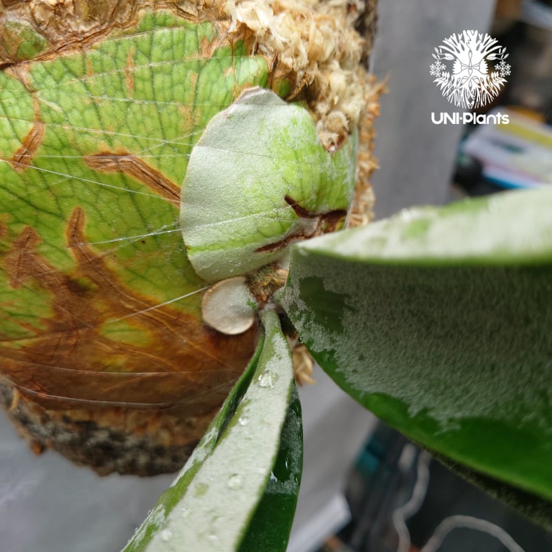 初入荷!ビカクシダ ベイチー シルバーフロンド Patycerium veitchii cv