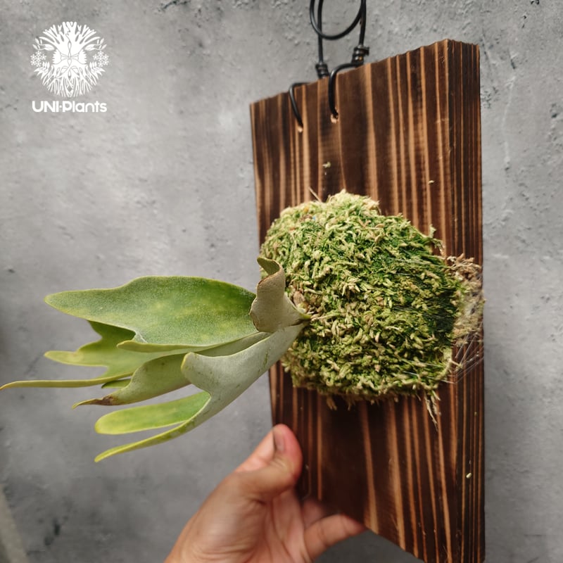 P. Willinckii dwarf Tatsuta, P. Pegasus, P. ve