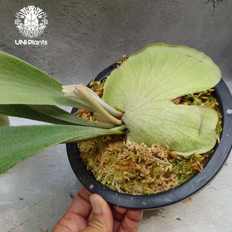 Platycerium Hanabi ビカクシダ コウモリラン platycerium sta