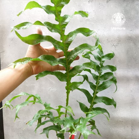 初入荷! Drynaria bonii wild ドリナリア·ボニー タイ産山採り株 観葉植物 珍奇植物  着生植物 インテリア植物 珍しい シダ植物