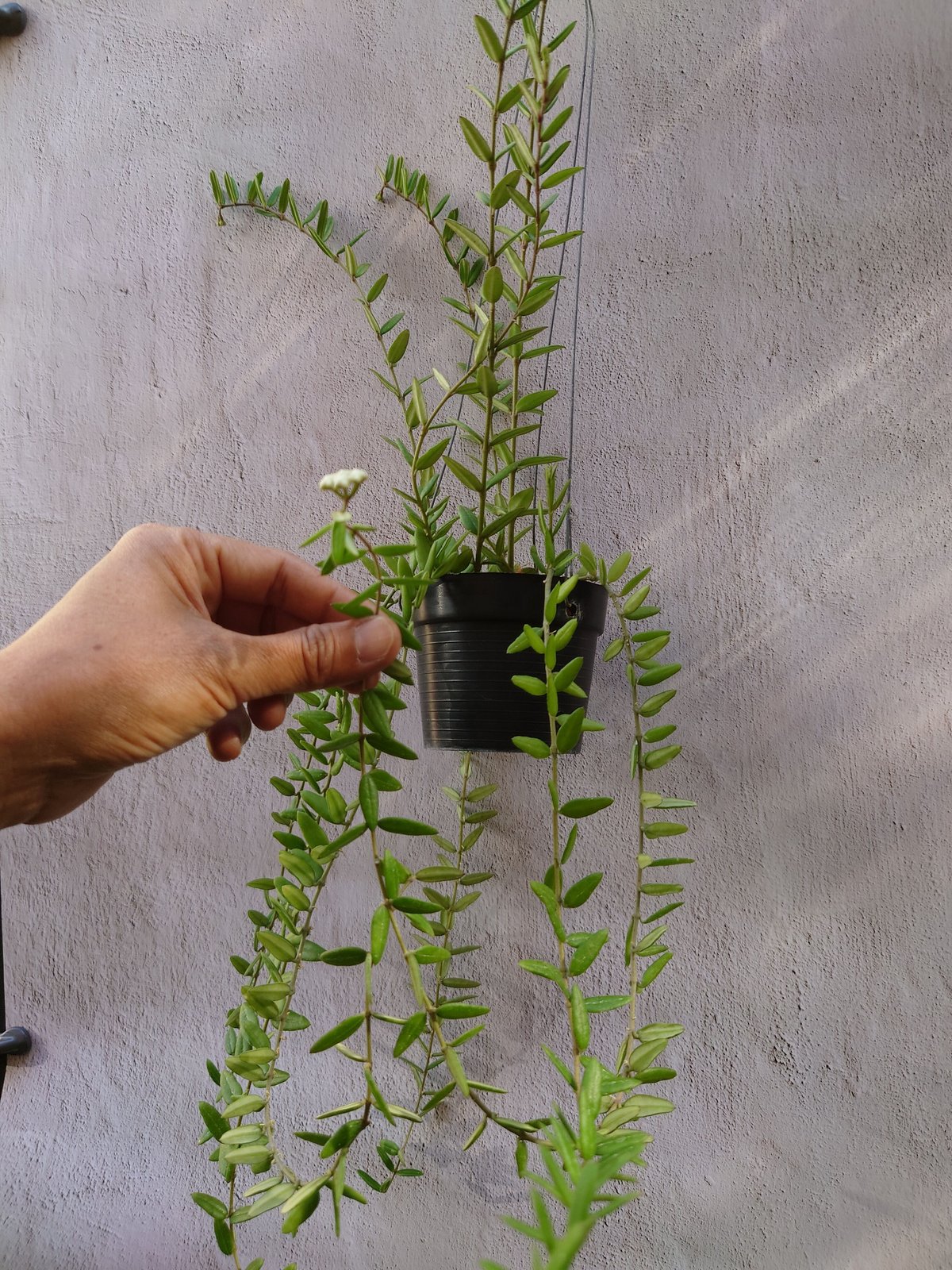 ホヤ　エングリアナ抜き苗 ホヤ エングリアナ抜き苗 ホヤ エングリアナ カット苗7本 - メルカリ