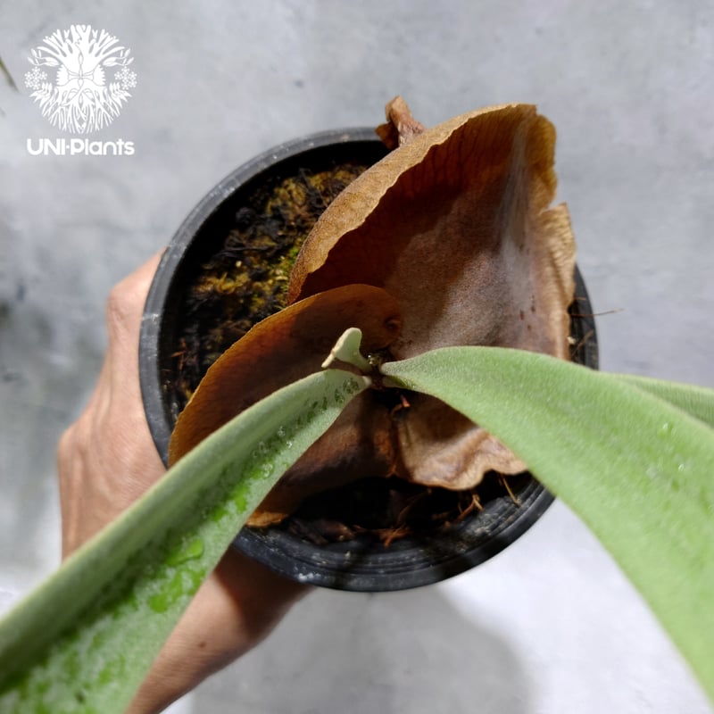 Platycerium Jib Jib (pup)(P. willinckii x P. b