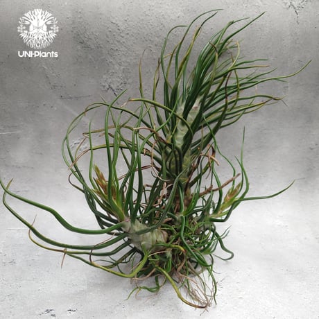 Tillandsia Bulbosa (L) チランジア・ブルボーサTillandsia  エアープランツ エアプランツ ティランジア
