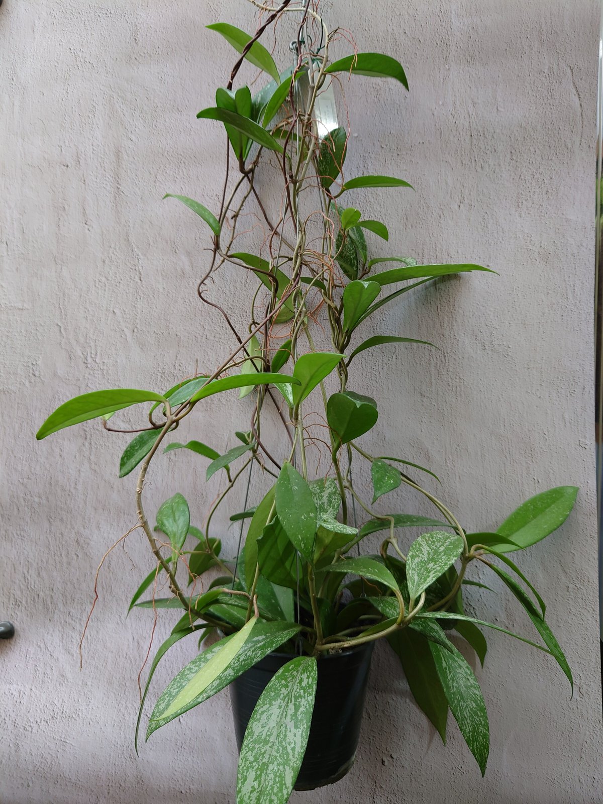 ホヤ プビカリクス レッド Hoya pubicalyx Red ホヤ植物 植物 ホヤ プビカリクス レッド Hoya pubicalyx Red ホヤ植物 植物