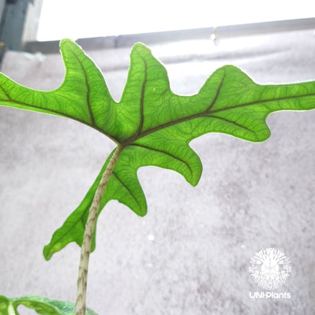 Alocasia jacklyn アロカシア ジャクリン アロカシアジャックリン 観葉植物 珍奇植物  希少 珍しい インテリア植物 アロイド