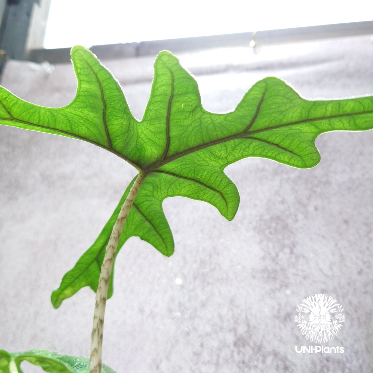 Alocasia jacklyn アロカシア ジャクリン アロカシアジャック Alocasia jacklyn アロカシア ジャクリン アロカシアジャック