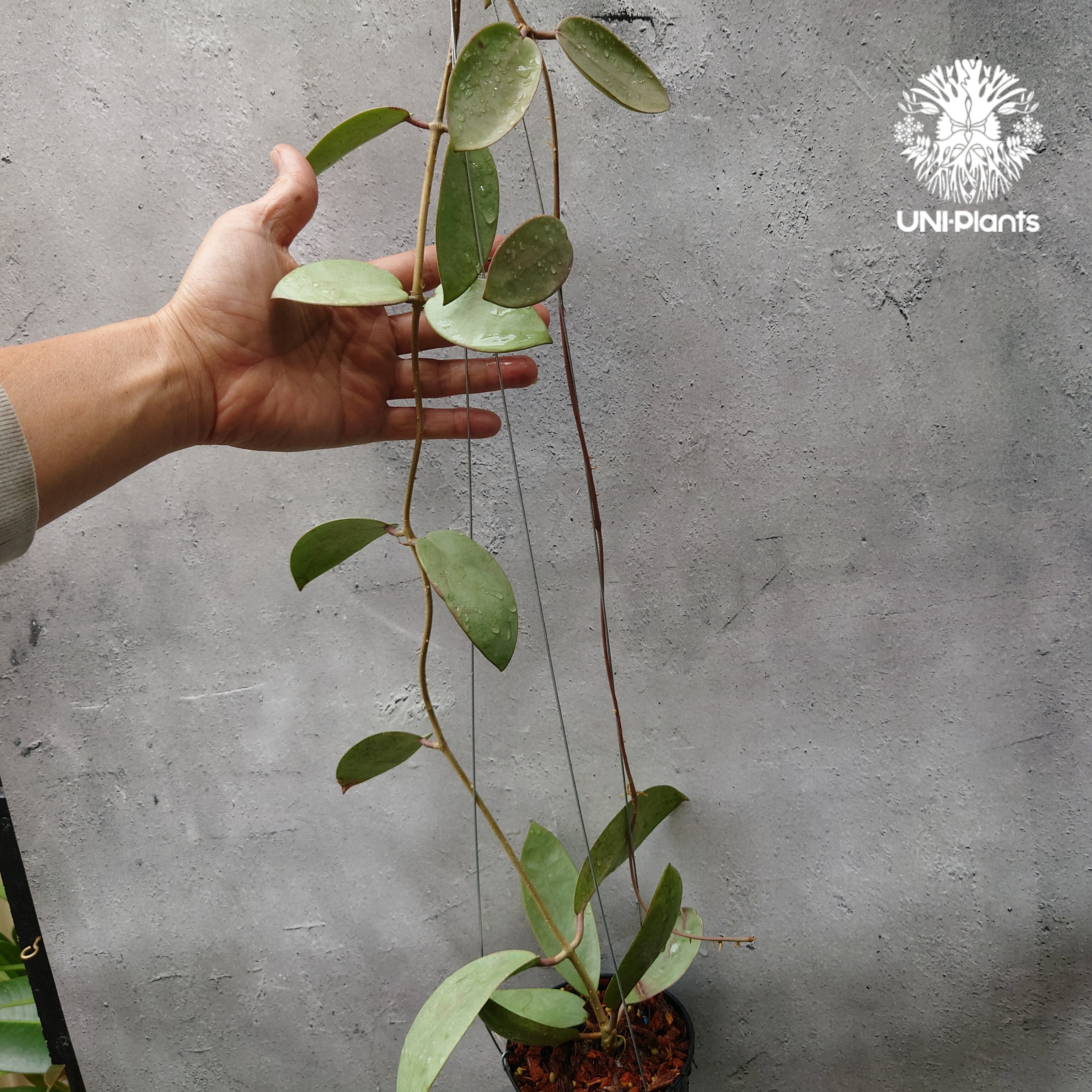 Hoya Silver dollar ホヤ シルバー ダラー ホヤ 希少 ホヤ植物 ホヤの