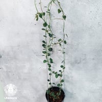 【タイ直輸入・希少】Hoya Papau ｜ホヤ パパウ｜珍品・着生植物・つる性植物｜ホヤの花