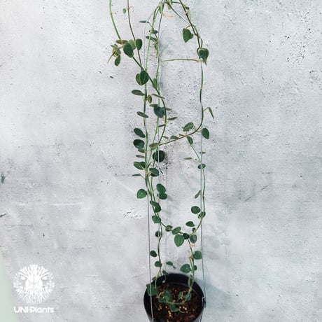 CATEGORY ホヤ植物 (Hoya) | UNI-Plants ビカクシダ、ホヤ植物、着生