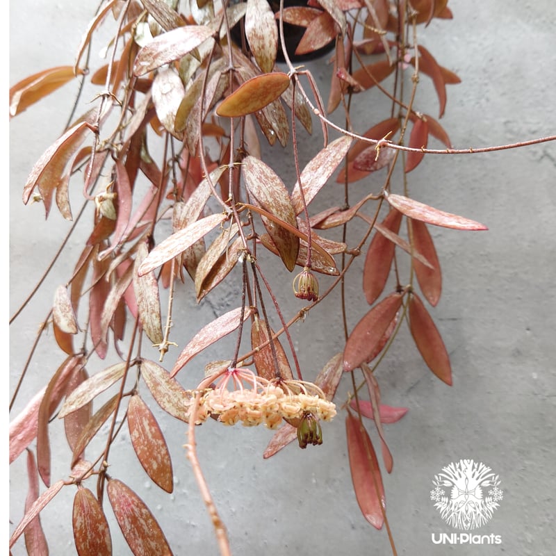 HOYA・ホヤ・Larisa・開花中・花座あり HOYA・ホヤ・Larisa・開花中・花座あり 観葉植物