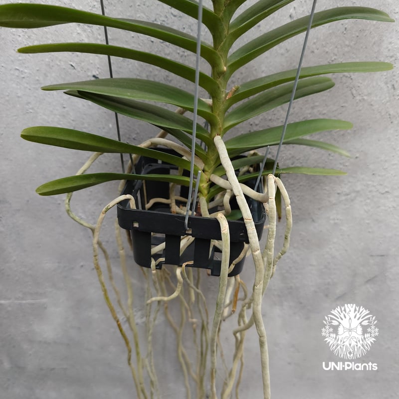 Aeridovanda Kasorn's Orchid Tactic 着生蘭 着生ラン 蘭の花