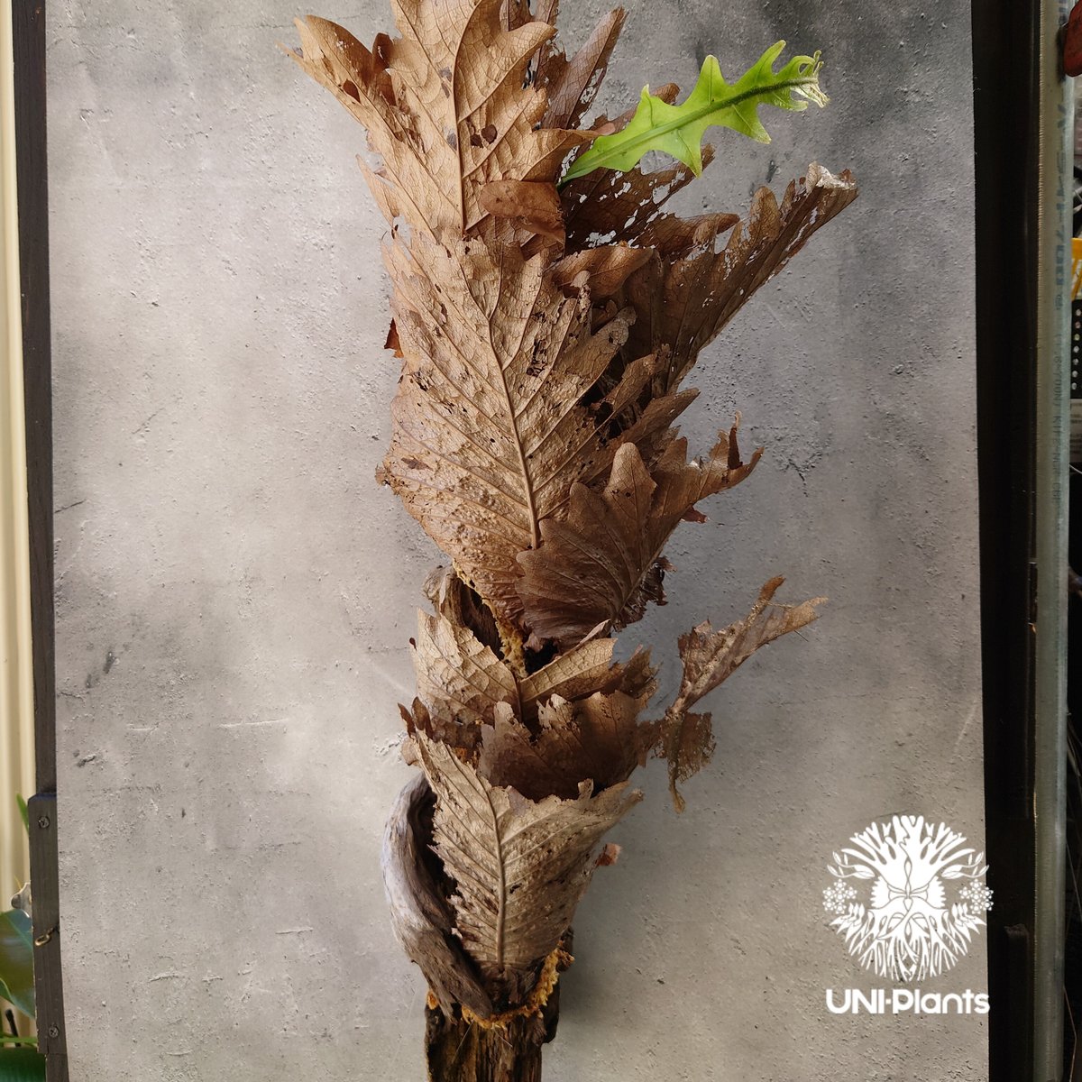Drynaria quercifolia ドリナリア クエルシフォリア 群生 流木仕立て