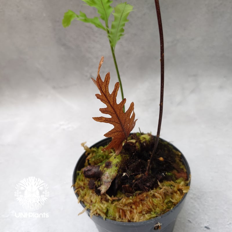 Drynaria rigidula `whitei' ドリナリア·リギデュラ'ホワイティ