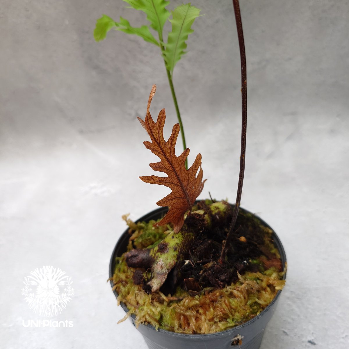 Drynaria rigidula `whitei' ドリナリア·リギデュラ'ホワイティ' 観