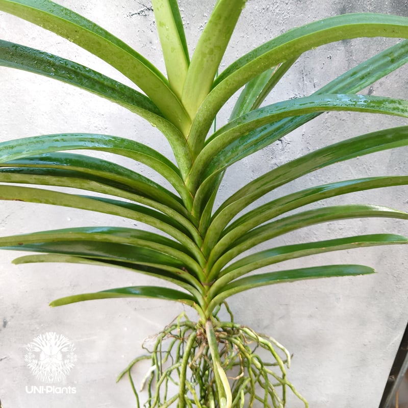 V. Edward Dawn　Vanda　ヴァンダ　バンダ　大株　洋ランらん バンダ 洋蘭 Vanda orchid 大株 ラン 蘭 花が綺麗な洋ラン | UNI-Pla